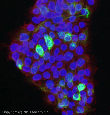 Immunocytochemistry/ Immunofluorescence - Anti-Cytokeratin 14 antibody [EP1612Y] - BSA and Azide free (AB243907)