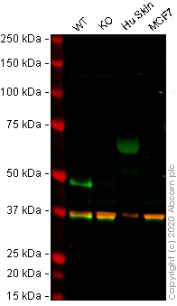Western blot - Anti-Cytokeratin 14 antibody [EP1612Y] - BSA and Azide free (AB243907), expandable thumbnail