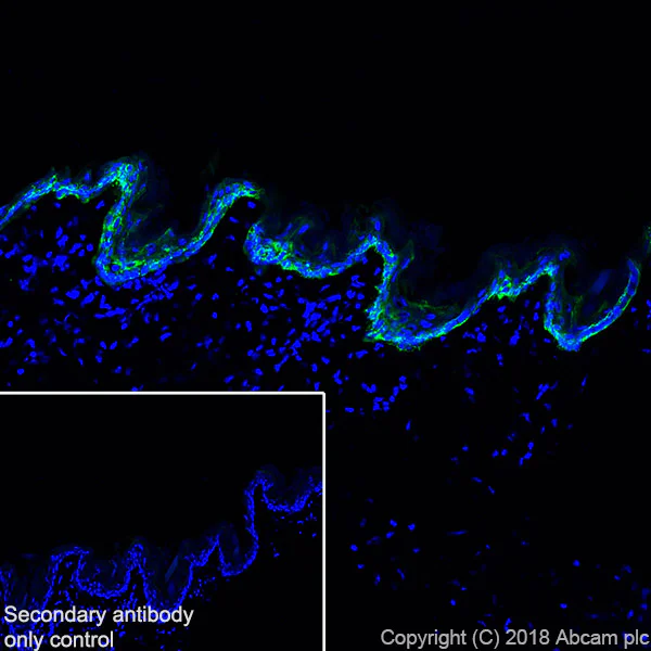 Immunohistochemistry (Frozen sections) - Anti-Cytokeratin 14 antibody [SP53] - BSA and Azide free (AB236439)