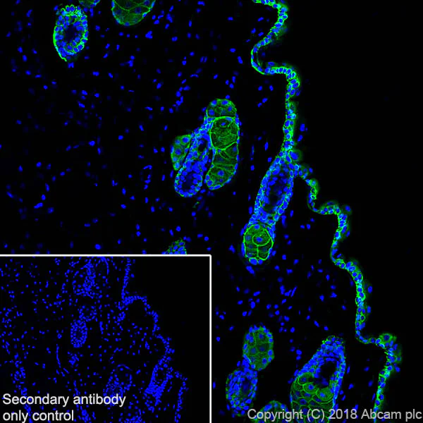 Immunohistochemistry (Frozen sections) - Anti-Cytokeratin 14 antibody [SP53] - BSA and Azide free (AB236439)