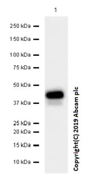 Western blot - Anti-Cytokeratin 15 antibody [EPR1614Y] (AB52816)