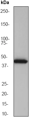 Western blot - Anti-Cytokeratin 15 antibody [EPR1614Y] (AB52816)