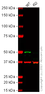 Western blot - Anti-Cytokeratin 15 antibody [EPR1614Y] - BSA and Azide free (AB239850)