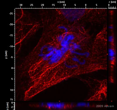Immunocytochemistry/ Immunofluorescence - Anti-Cytokeratin 15 antibody [LHK15] (AB80522)