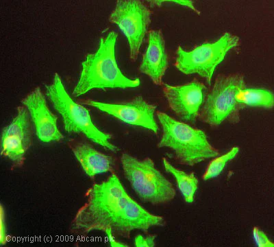 Immunocytochemistry/ Immunofluorescence - Anti-Cytokeratin 17 antibody - Cytoskeleton Marker (AB53707)