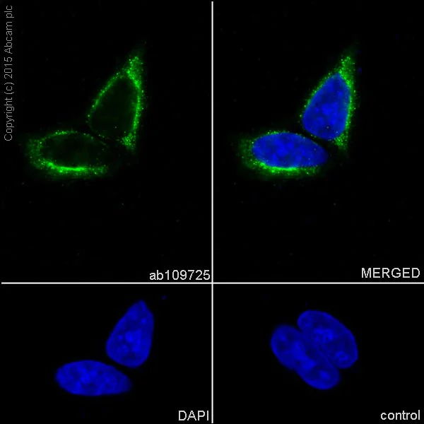 Immunocytochemistry/ Immunofluorescence - Anti-Cytokeratin 17 antibody [EP1623] - Cytoskeleton Marker (AB109725)