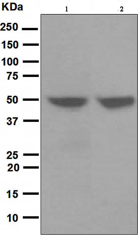 Western blot - Anti-Cytokeratin 17 antibody [EP1623] - Cytoskeleton Marker (AB109725)