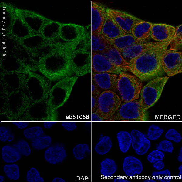 Immunocytochemistry/ Immunofluorescence - Anti-Cytokeratin 17 antibody [EPR1624Y] - BSA and Azide free (AB238953)