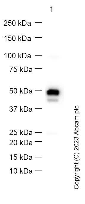 Western blot - Anti-Cytokeratin 17 antibody [EPR1624Y] - BSA and Azide free (AB238953)