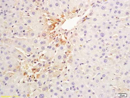Immunohistochemistry (Formalin/PFA-fixed paraffin-embedded sections) - Anti-Cytokeratin 18 antibody (AB203233)