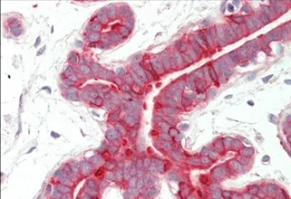 Immunohistochemistry (Formalin/PFA-fixed paraffin-embedded sections) - Anti-Cytokeratin 18 antibody (AB219271)