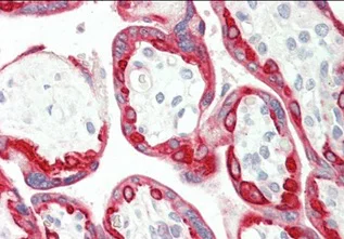 Immunohistochemistry (Formalin/PFA-fixed paraffin-embedded sections) - Anti-Cytokeratin 18 antibody (AB219271)