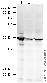 Western blot - Anti-Cytokeratin 18 antibody (AB24561)