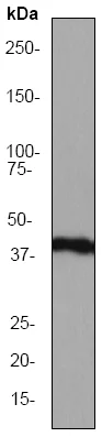Western blot - Anti-Cytokeratin 18 antibody (AB52948)