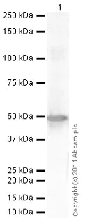 Western blot - Anti-Cytokeratin 18 antibody (AB52948)