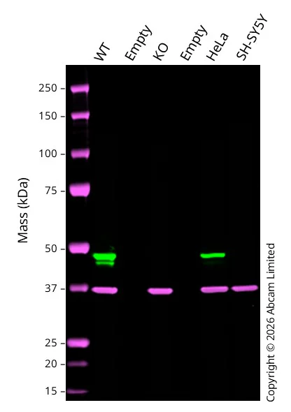 Western blot - Anti-Cytokeratin 18 antibody [C-04] (AB668)