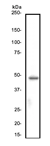 Western blot - Anti-Cytokeratin 18 antibody [E431-1] (AB32118)