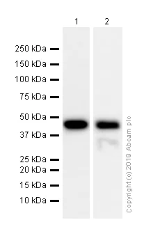 Western blot - Anti-Cytokeratin 18 antibody [E431-1] (AB32118)
