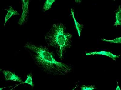 Immunocytochemistry/ Immunofluorescence - Anti-Cytokeratin 18 antibody [EPR1625] - BSA and Azide free (AB248438)
