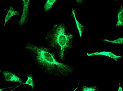 Immunocytochemistry/ Immunofluorescence - Anti-Cytokeratin 18 antibody [EPR1625] - BSA and Azide free (AB248438)