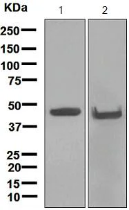 Western blot - Anti-Cytokeratin 18 antibody [EPR1625] - BSA and Azide free (AB248438)