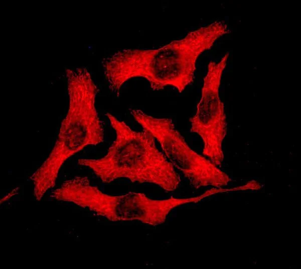 Immunocytochemistry/ Immunofluorescence - Anti-Cytokeratin 18 antibody [EPR1626] (AB133263)