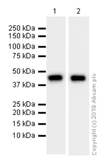 Western blot - Anti-Cytokeratin 18 antibody [EPR1626] (AB133263)