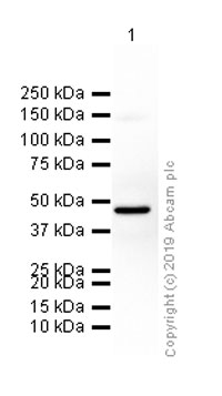 Western blot - Anti-Cytokeratin 18 antibody [EPR1626] (ab133263), expandable thumbnail