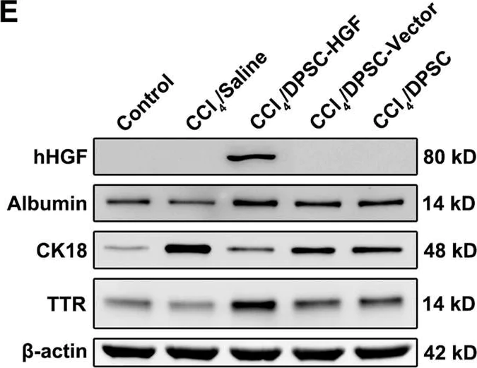 Western blot - Anti-Cytokeratin 18 antibody [EPR1626] (AB133263)