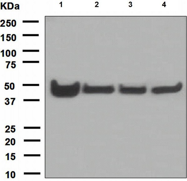 Western blot - Anti-Cytokeratin 18 antibody [EPR1626] (ab133263), expandable thumbnail