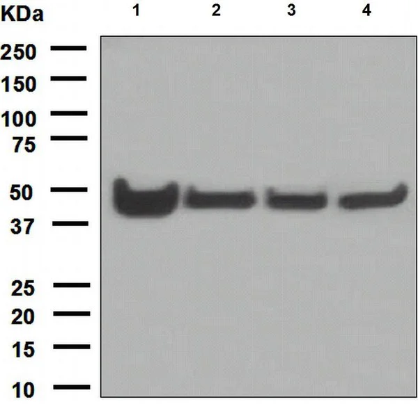Western blot - Anti-Cytokeratin 18 antibody [EPR1626] (AB133263)