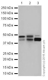 Western blot - Anti-Cytokeratin 18 antibody [EPR17347] (AB181597), expandable thumbnail