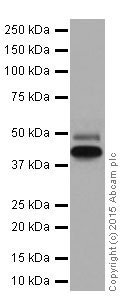 Western blot - Anti-Cytokeratin 18 antibody [EPR17347] (ab181597), expandable thumbnail