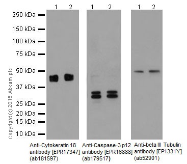 Western blot - Anti-Cytokeratin 18 antibody [EPR17347] (ab181597), expandable thumbnail