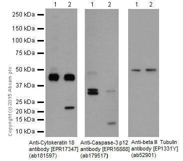 Western blot - Anti-Cytokeratin 18 antibody [EPR17347] (ab181597), expandable thumbnail