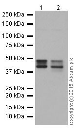 Western blot - Anti-Cytokeratin 18 antibody [EPR17347] (ab181597), expandable thumbnail