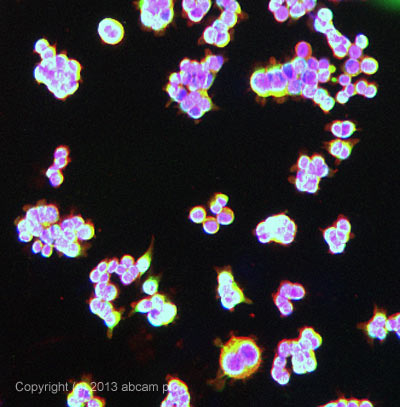 Immunocytochemistry/ Immunofluorescence - Anti-Cytokeratin 18 antibody [LDK18] (AB31844)