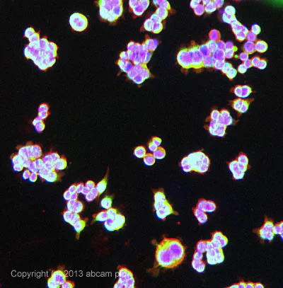 Immunocytochemistry/ Immunofluorescence - Anti-Cytokeratin 18 antibody [LDK18] (AB31844)
