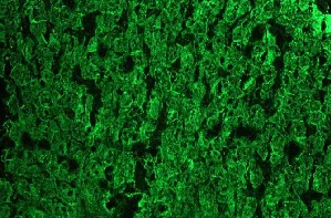 Immunohistochemistry (Frozen sections) - Anti-Cytokeratin 18 antibody [RGE53] (AB9217)