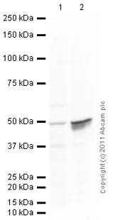 Western blot - Anti-Cytokeratin 18 antibody [RGE53] (AB9217)