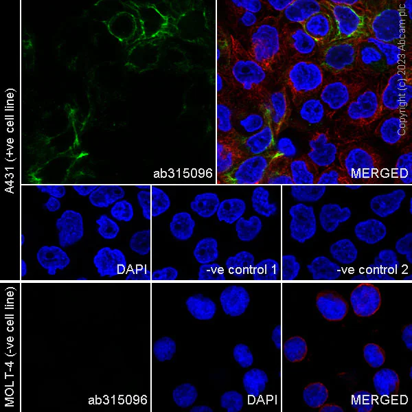 Immunocytochemistry/ Immunofluorescence - Anti-Cytokeratin 18 antibody [RM1051] - BSA and Azide free (AB315097)