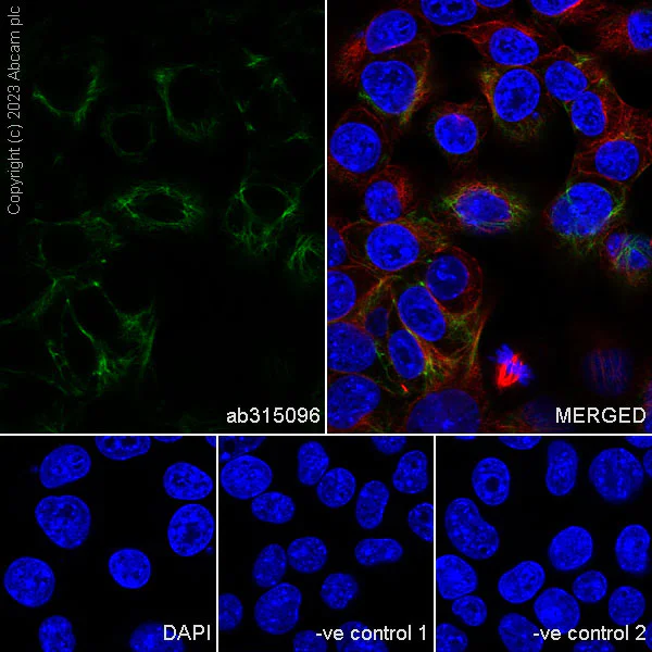 Immunocytochemistry/ Immunofluorescence - Anti-Cytokeratin 18 antibody [RM1051] - BSA and Azide free (AB315097)