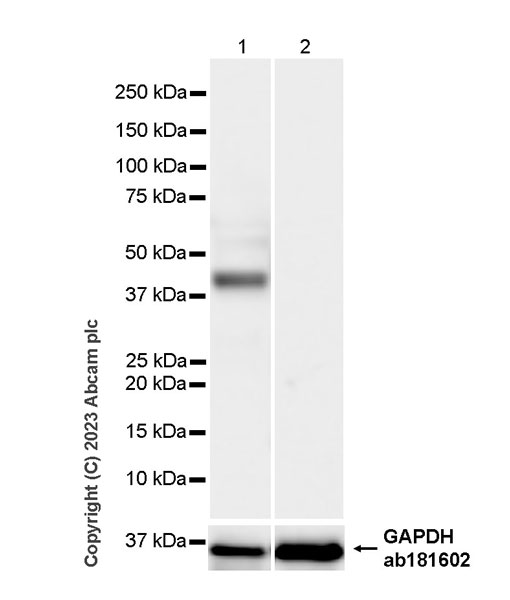 Western blot - Anti-Cytokeratin 18 antibody [RM1051] - BSA and Azide free (ab315097), expandable thumbnail