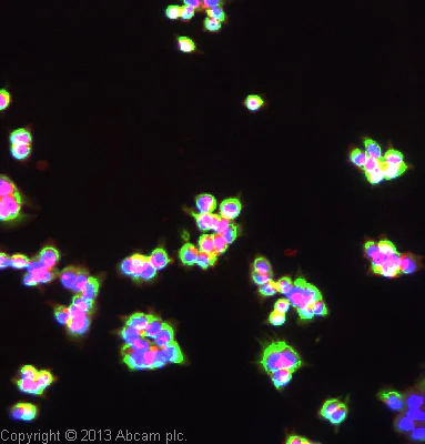 Immunocytochemistry/ Immunofluorescence - Anti-Cytokeratin 18 antibody [SP69] (AB93741)