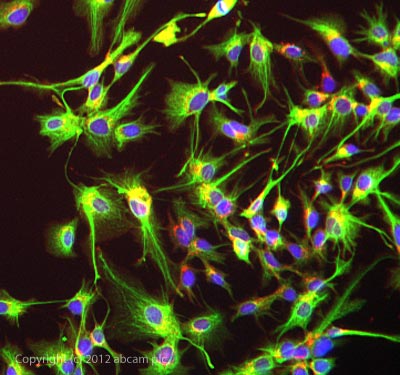 Immunocytochemistry/ Immunofluorescence - Anti-Cytokeratin 19 antibody [A53-B/A2] - Cytoskeleton Marker (ab7754), expandable thumbnail