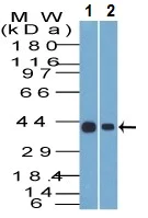 Western blot - Anti-Cytokeratin 19 antibody [A53-B/A2.26] - BSA and Azide free (AB212566)