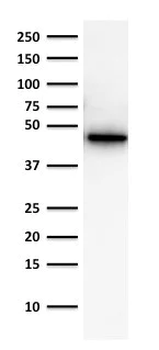 Western blot - Anti-Cytokeratin 19 antibody [A53-B] (AB194399)