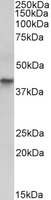 Western blot - Anti-Cytokeratin 19 antibody (AB223259)
