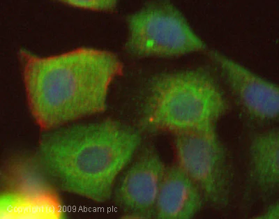 Anti-Cytokeratin 19 antibody (ab53119) | Abcam