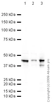 Western blot - Anti-Cytokeratin 19 antibody [BA-17] (AB7755)